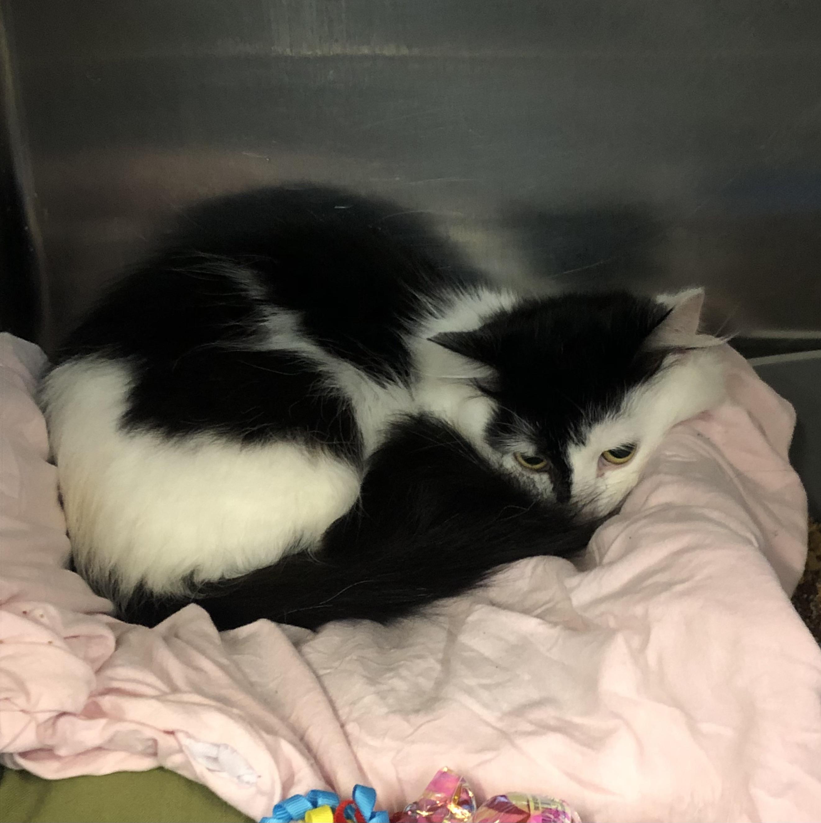 Bedo, ADOPTABLE, Young Female Domestic Medium Hair.