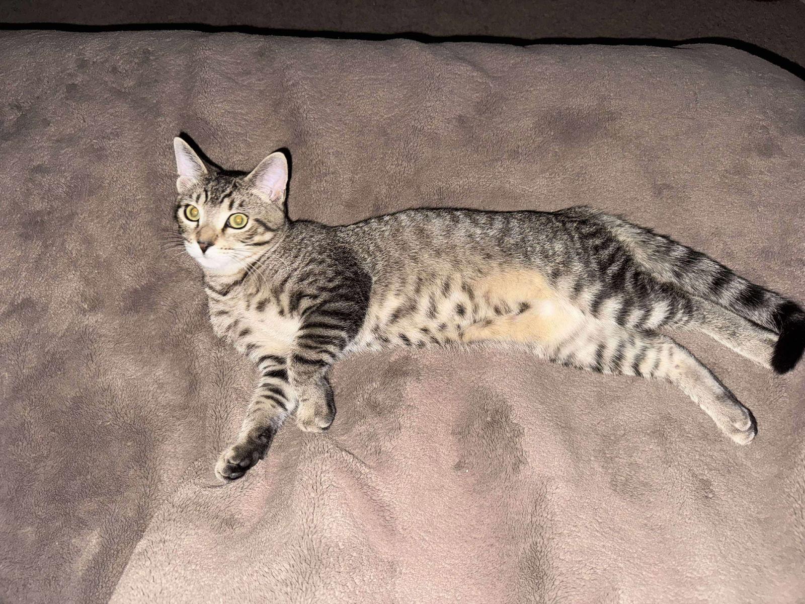 Hawkeye, Adoptable, Kitten Male Tabby & Domestic Short Hair.