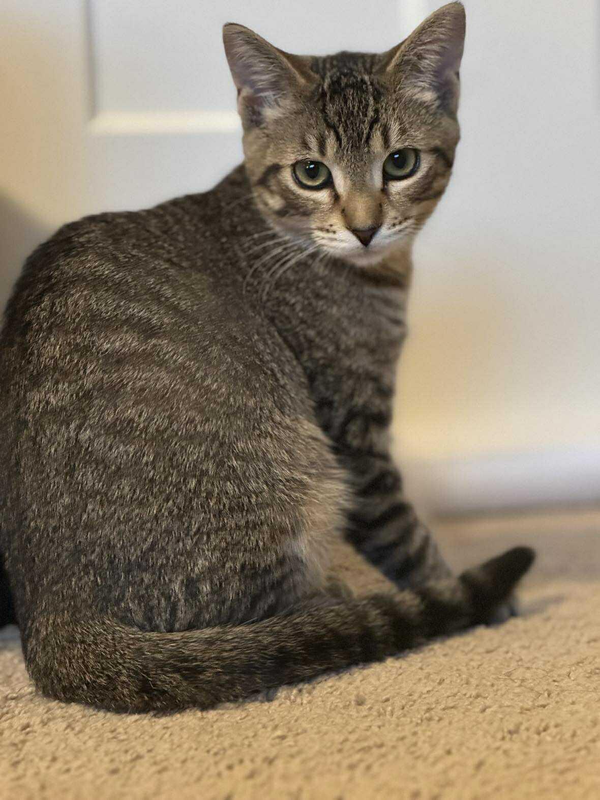 Hawkeye, a Adoptable mixed breed in Minneapolis, MN image 2/2