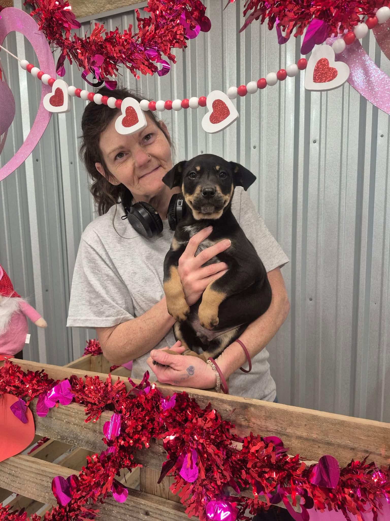 Enlarge Texas, a Adoptable mixed breed in Dover, AR image 1/6