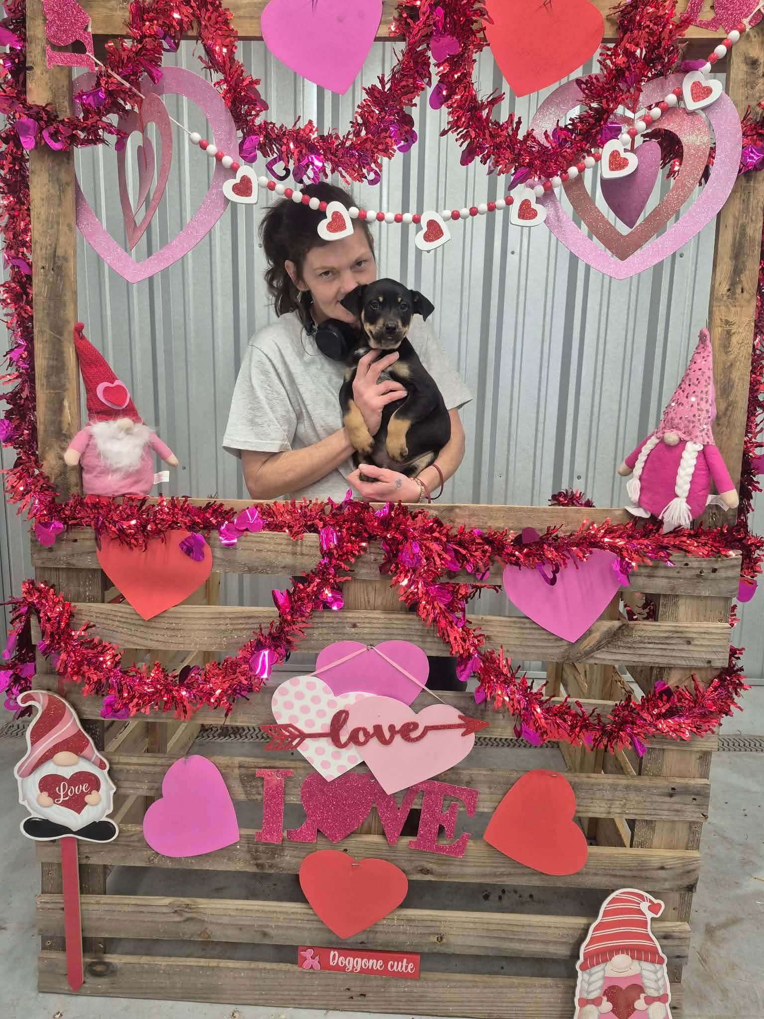 Enlarge Texas, a Adoptable mixed breed in Dover, AR image 2/6