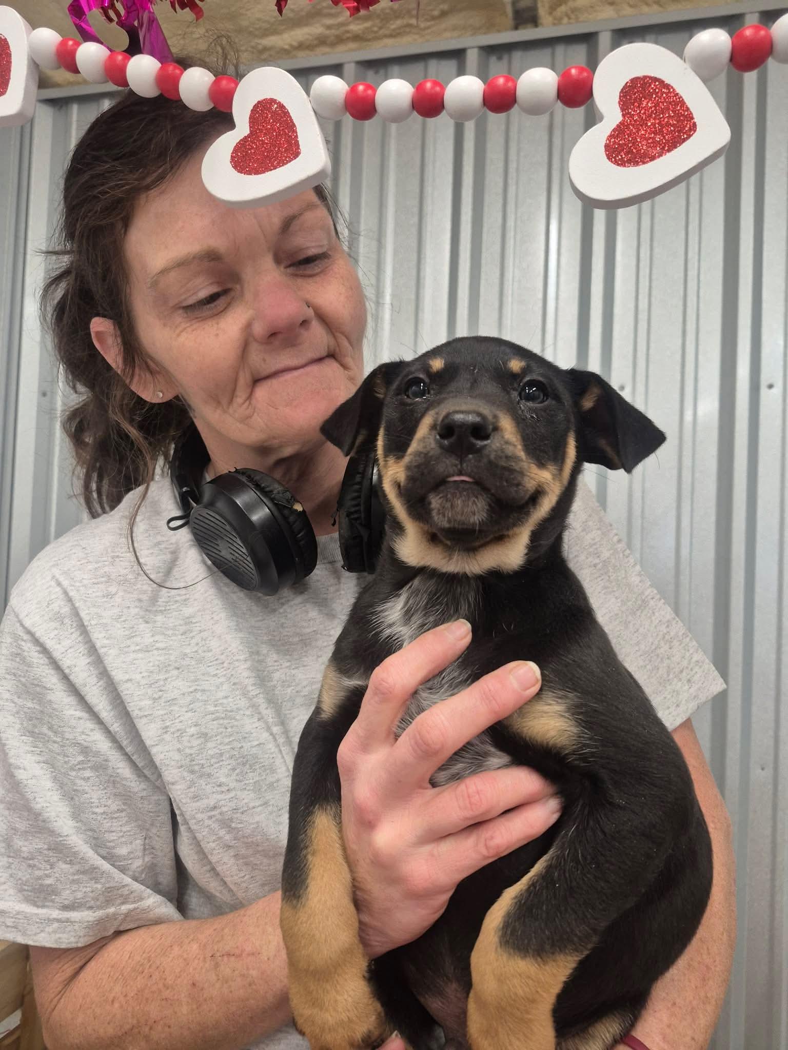 Enlarge Texas, a Adoptable mixed breed in Dover, AR image 3/6