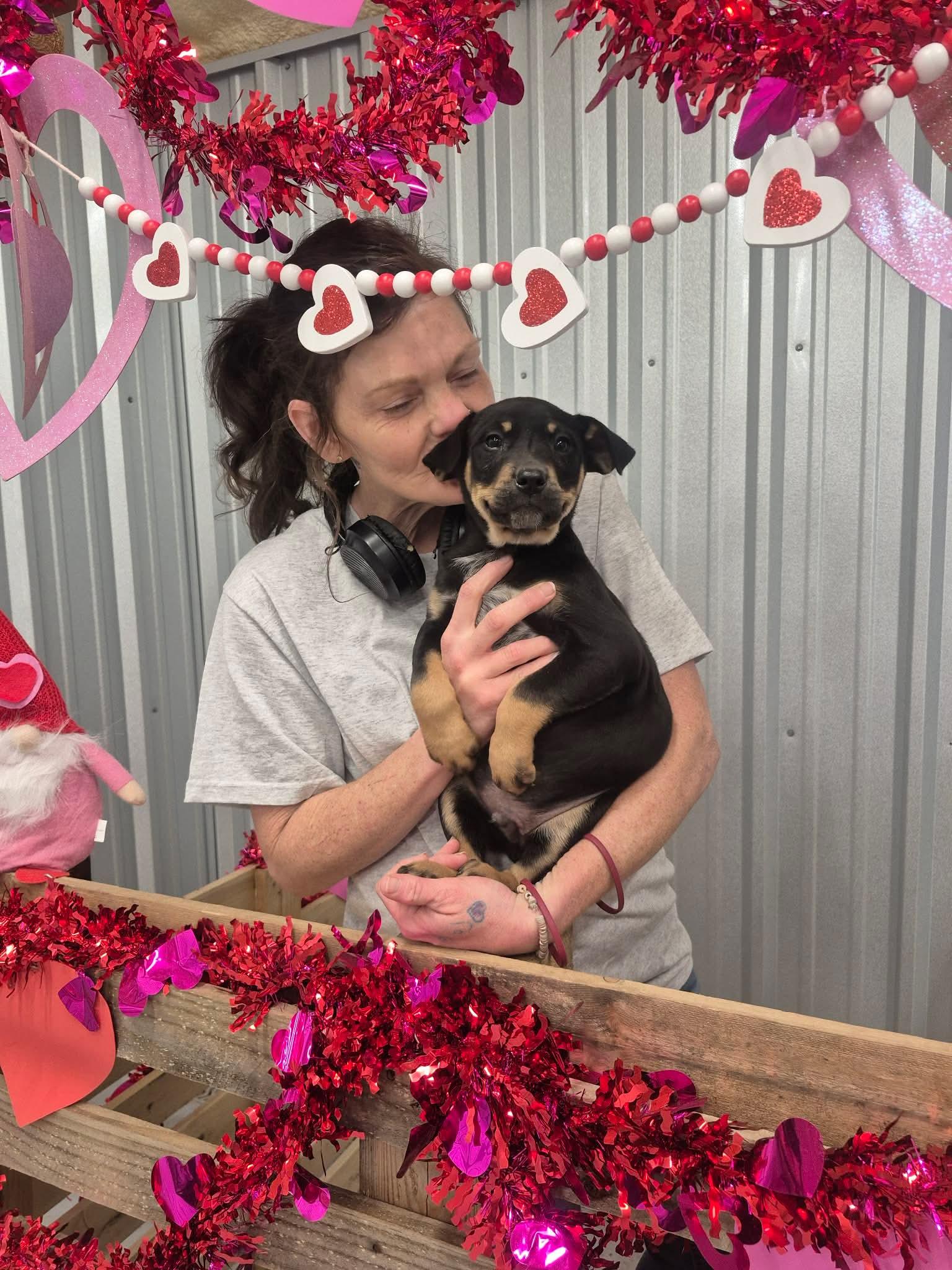 Enlarge Texas, a Adoptable mixed breed in Dover, AR image 4/6