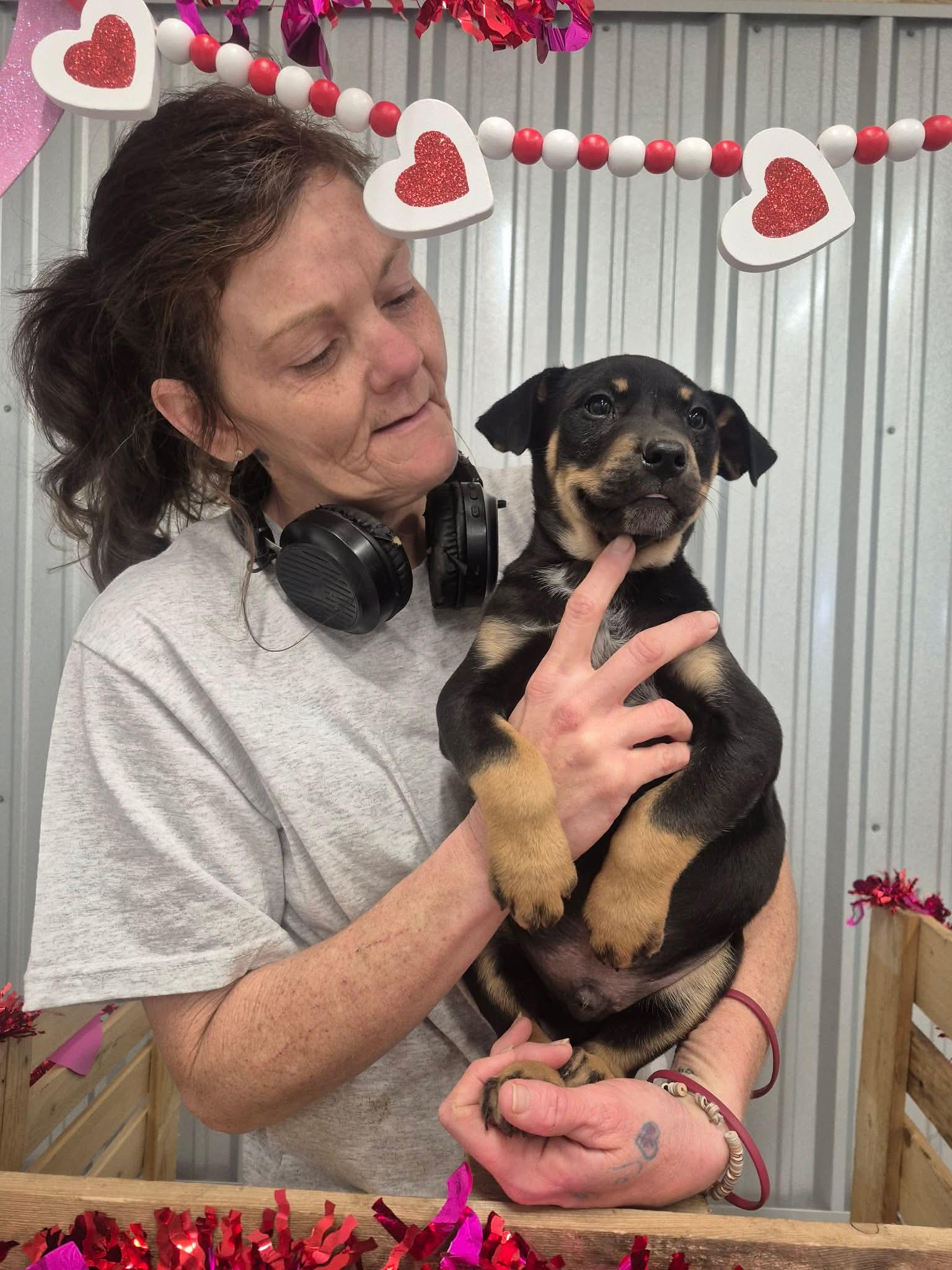 Enlarge Texas, a Adoptable mixed breed in Dover, AR image 5/6