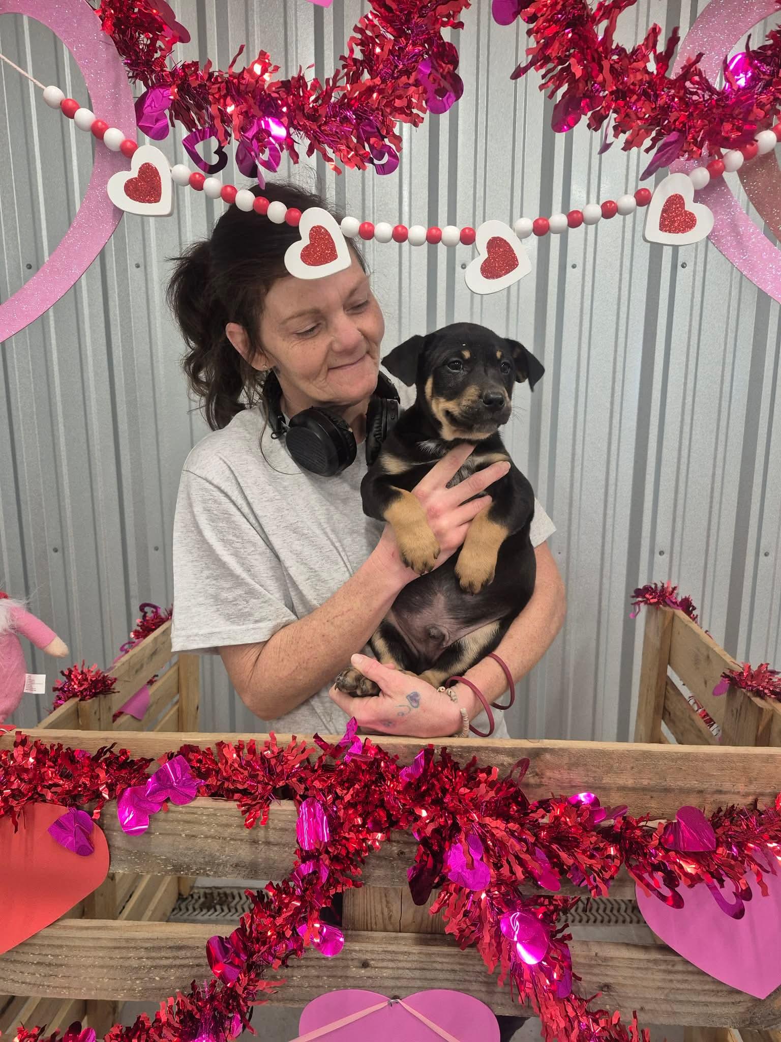 Enlarge Texas, a Adoptable mixed breed in Dover, AR image 6/6