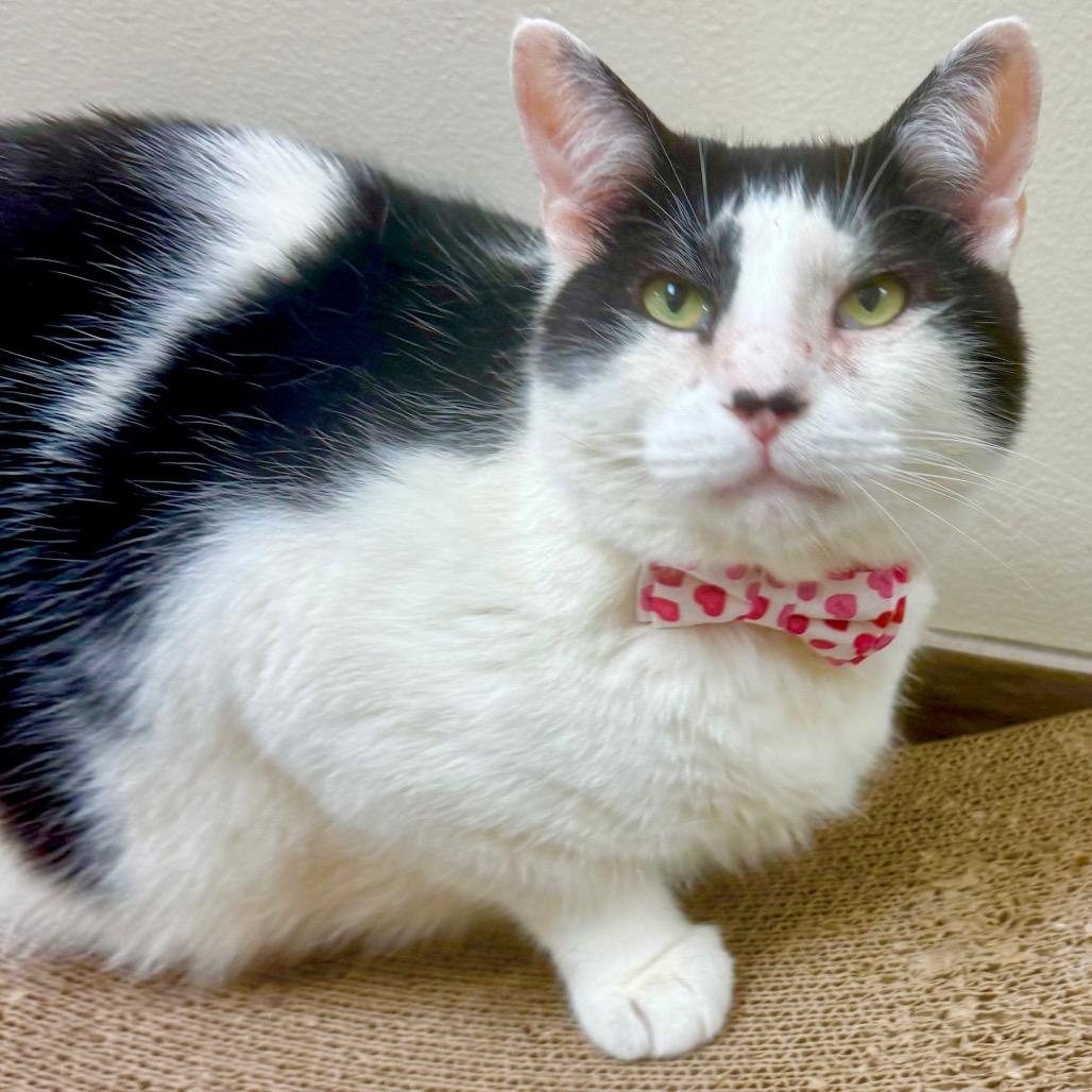 Enlarge Panda, a Adoptable Domestic Short Hair in Lakeland, FL image 1/3