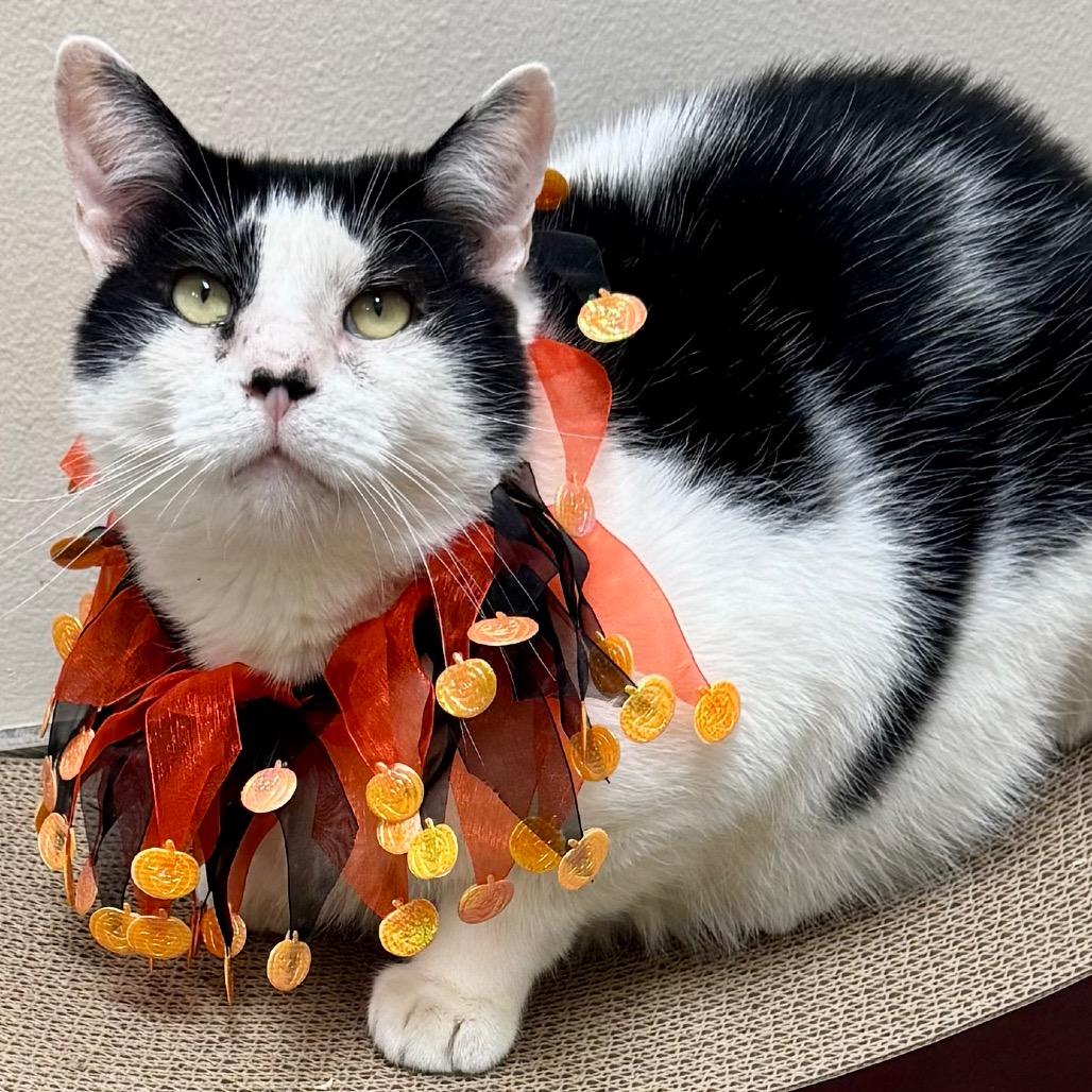 Enlarge Panda, a Adoptable Domestic Short Hair in Lakeland, FL image 2/3