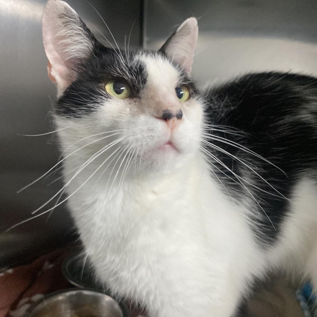 Enlarge Panda, a Adoptable Domestic Short Hair in Lakeland, FL image 3/3