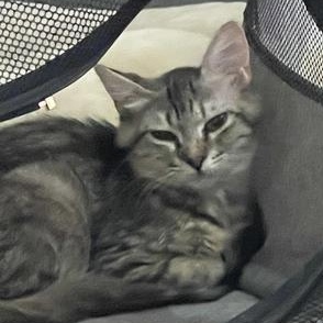 Olivia — thumbnail 2