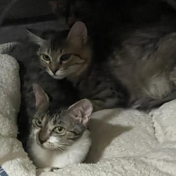 Olivia — thumbnail 4