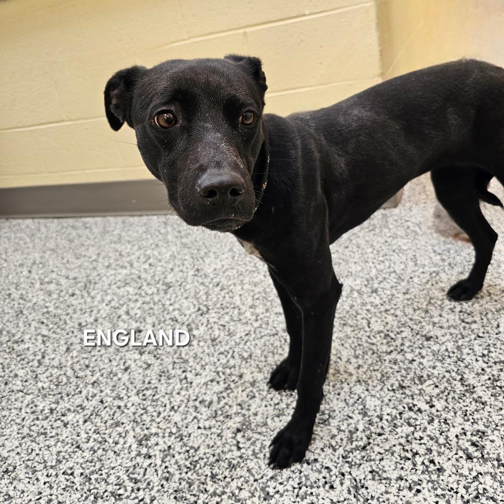 England, a Adoptable mixed breed in Phoenix, AZ image 2/5