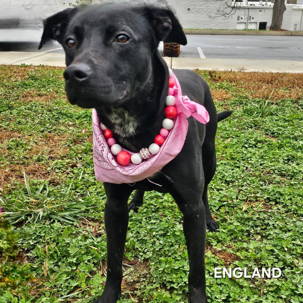 England, a Adoptable mixed breed in Phoenix, AZ image 4/5