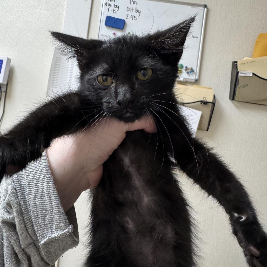 Enlarge Six (Group 2_1), a Adoptable Domestic Short Hair in Pekin, IL image 1/1