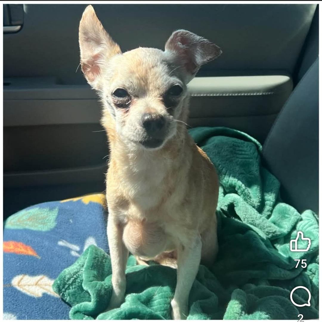 Enlarge Ruthie, a Adoptable Chihuahua in Clovis, CA image 4/5
