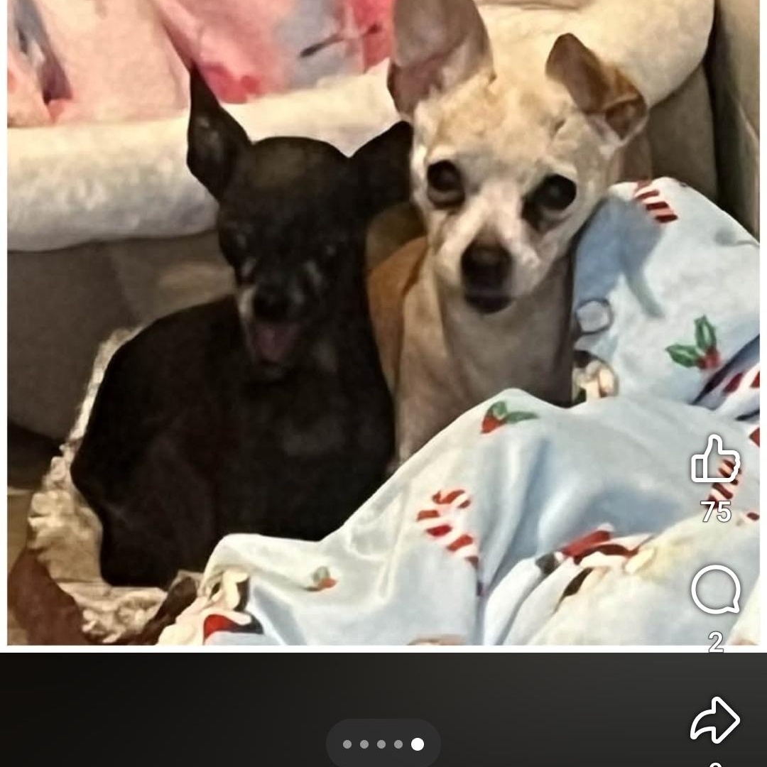 Enlarge Ruthie, a Adoptable Chihuahua in Clovis, CA image 5/5
