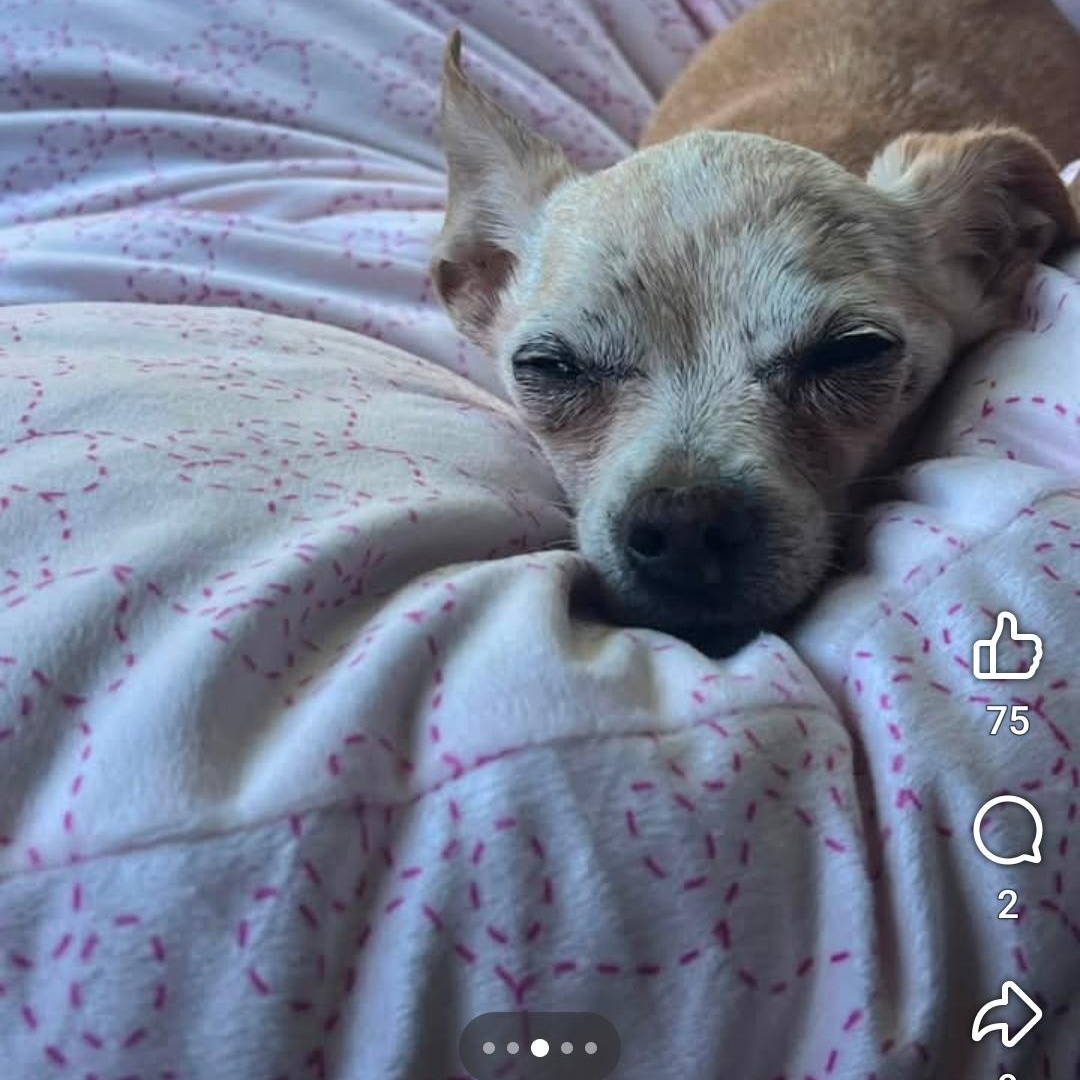 Enlarge Ruthie, a Adoptable Chihuahua in Clovis, CA image 3/5