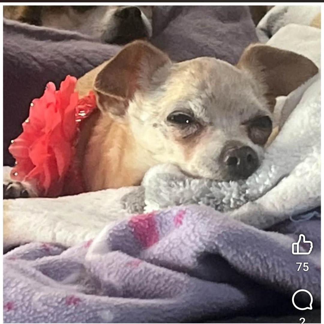 Enlarge Ruthie, a Adoptable Chihuahua in Clovis, CA image 2/5