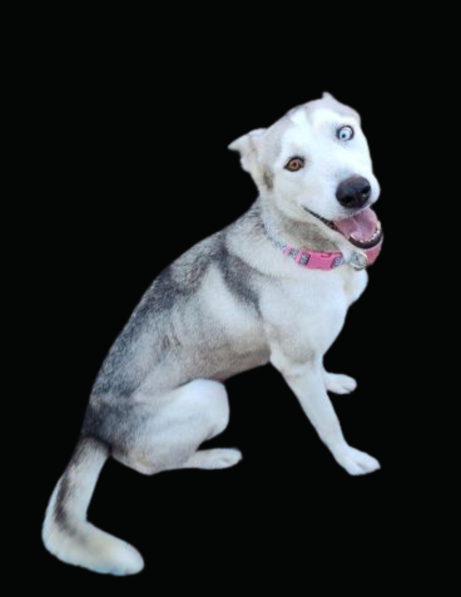 Dog for adoption Bug , a Siberian Husky in Yuma, AZ Petfinder