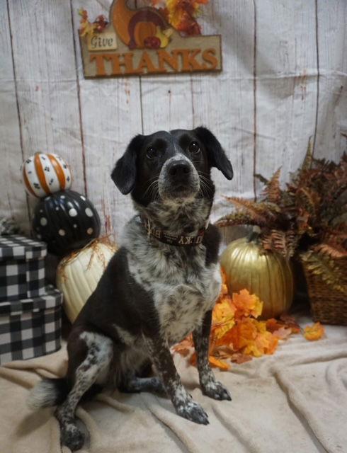 Ziggy, Adoptable, Adult Female Australian Cattle Dog / Blue Heeler & Border Collie.