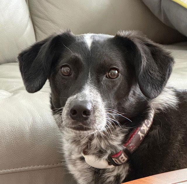 Ziggy, Adoptable, Adult Female Australian Cattle Dog / Blue Heeler & Border Collie.