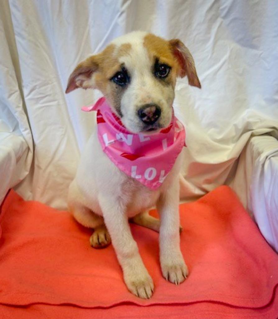 Enlarge SweetPea, a Adoptable mixed breed in Rock Springs, WY image 1/5