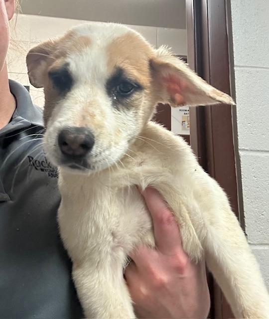 Enlarge SweetPea, a Adoptable mixed breed in Rock Springs, WY image 2/5