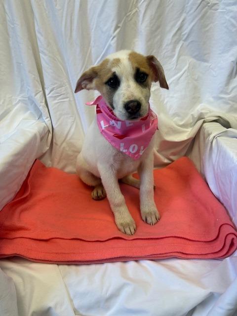 Enlarge SweetPea, a Adoptable mixed breed in Rock Springs, WY image 3/5