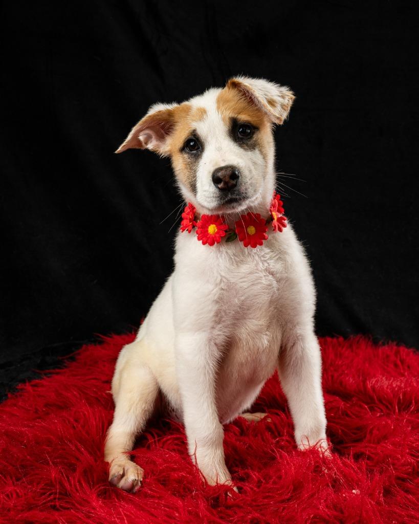 Enlarge SweetPea, a Adoptable mixed breed in Rock Springs, WY image 5/5
