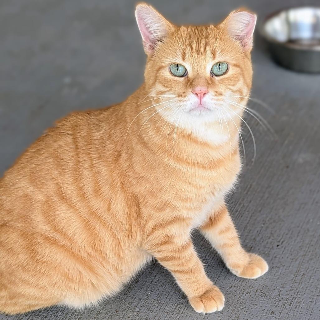 Flynn Rider, Adoptable, Adult Male Domestic Short Hair & Siamese.