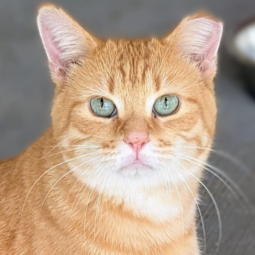 Flynn Rider, Adoptable, Adult Male Domestic Short Hair & Siamese.