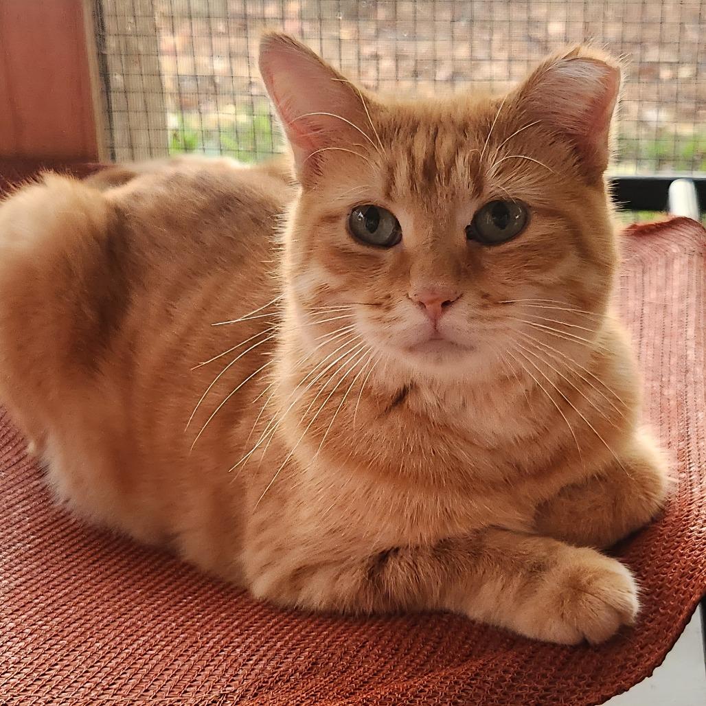 Enlarge Flynn Rider, a Adoptable mixed breed in Brighton, MO image 2/5