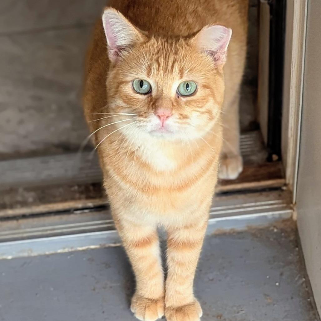 Enlarge Flynn Rider, a Adoptable mixed breed in Brighton, MO image 4/5
