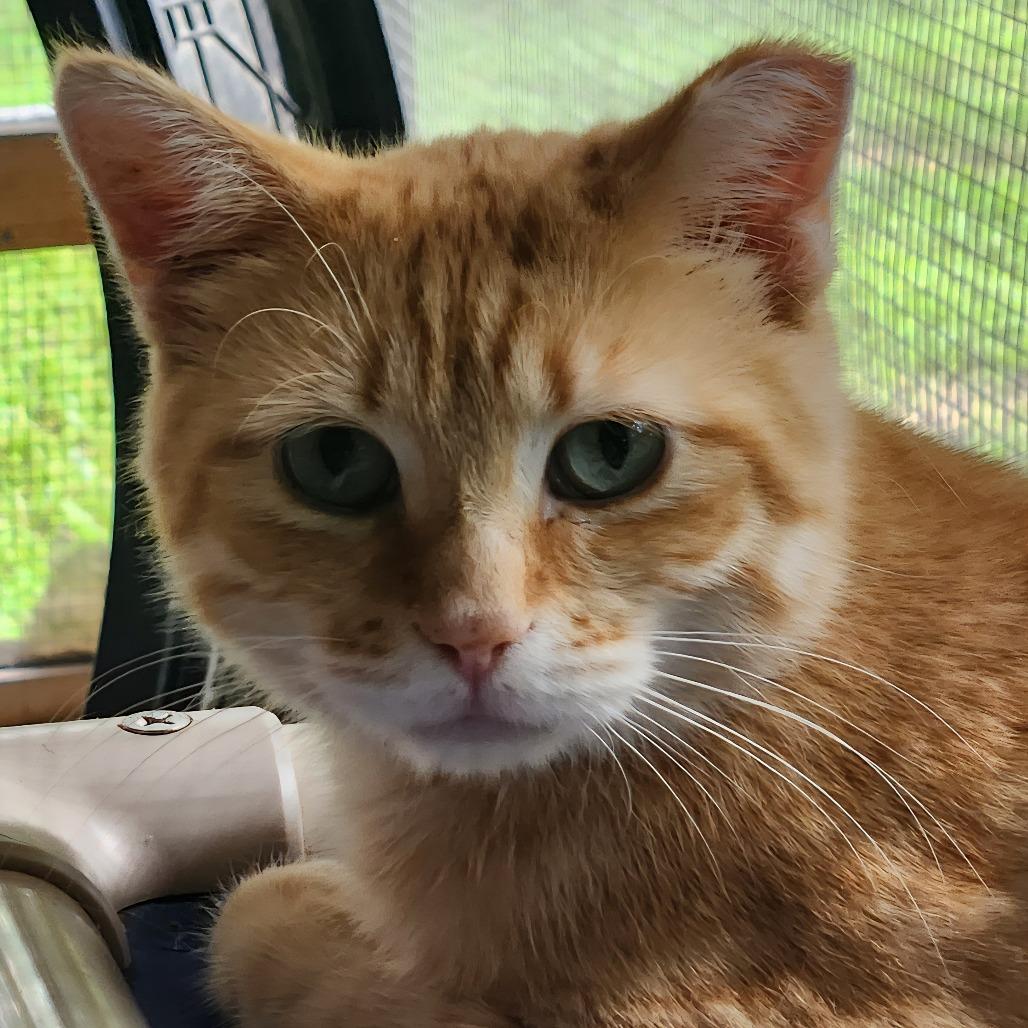 Enlarge Flynn Rider, a Adoptable mixed breed in Brighton, MO image 5/5