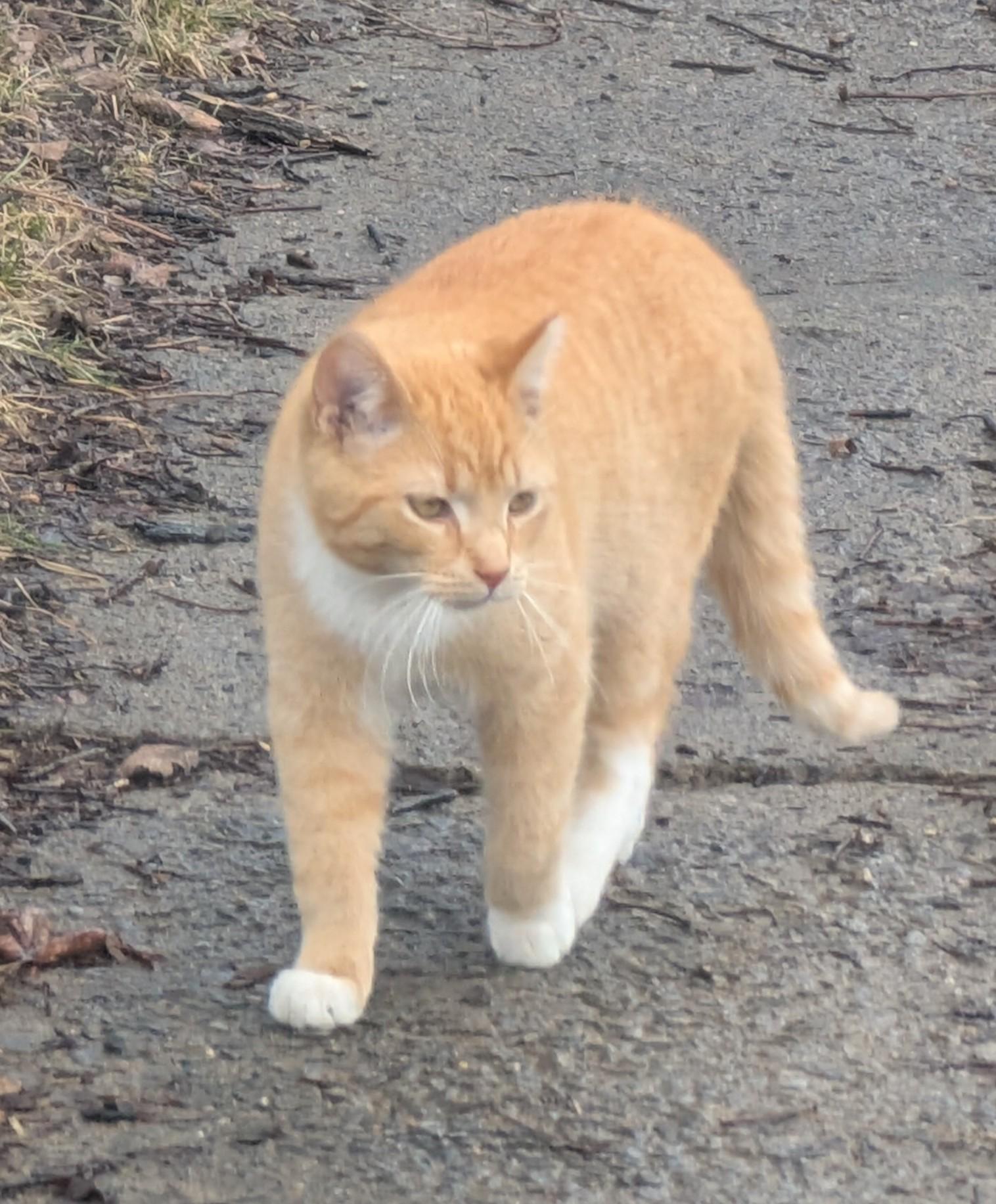 Enlarge Cheeto, a Adoptable Domestic Short Hair in Toledo, OH image 3/3