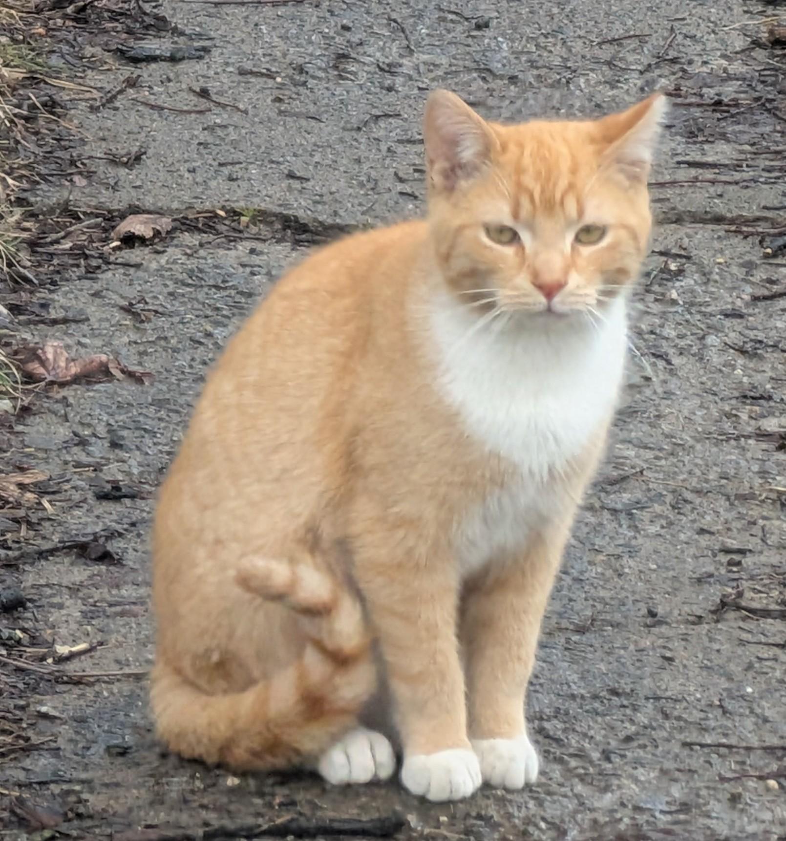 Enlarge Cheeto, a Adoptable Domestic Short Hair in Toledo, OH image 2/3