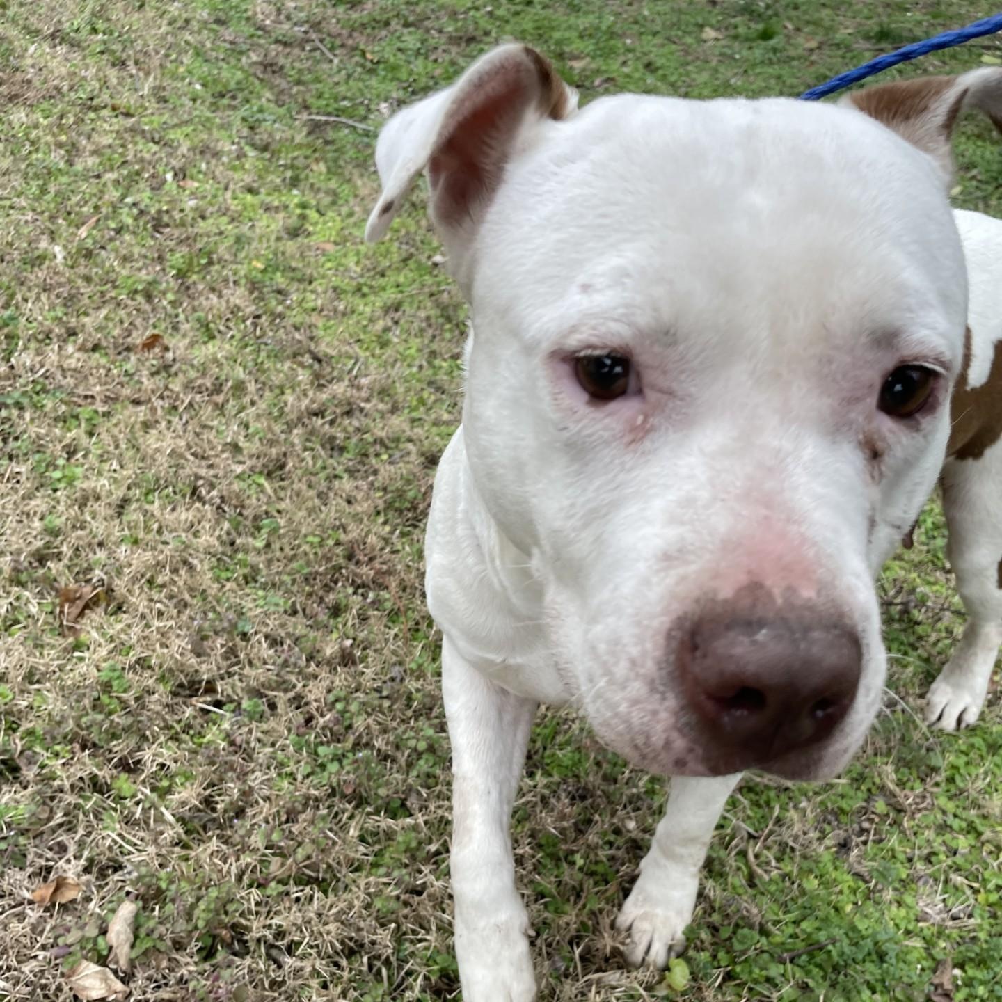 Enlarge Cici6140, a ADOPTABLE mixed breed in Rocky Mount, NC image 1/4