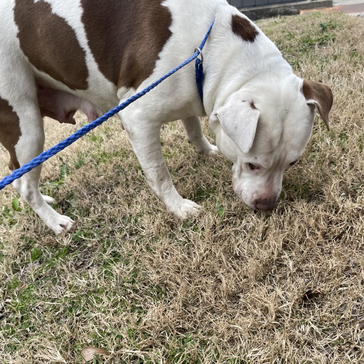 Enlarge Cici6140, a ADOPTABLE mixed breed in Rocky Mount, NC image 4/4