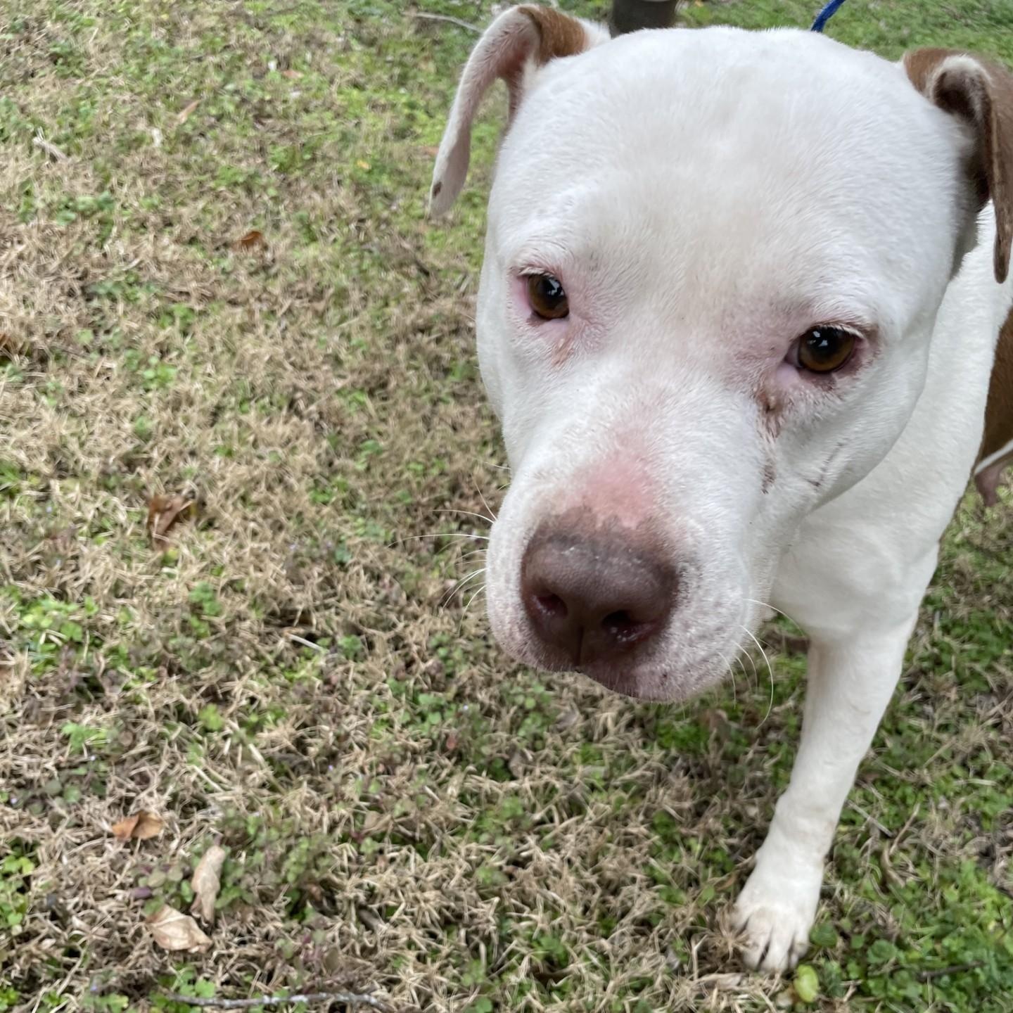 Enlarge Cici6140, a ADOPTABLE mixed breed in Rocky Mount, NC image 3/4