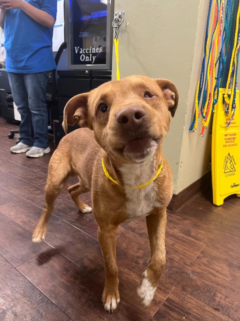 Enlarge Dog Kennel #29, a Adoptable mixed breed in Greenville, TX image 1/6