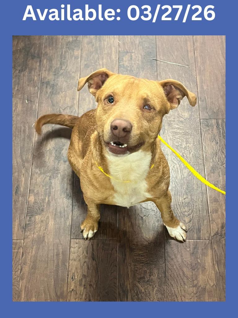 Enlarge Dog Kennel #29, a Adoptable mixed breed in Greenville, TX image 2/6