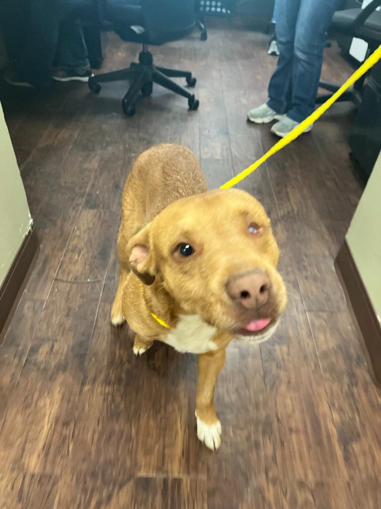 Enlarge Dog Kennel #29, a Adoptable mixed breed in Greenville, TX image 3/6