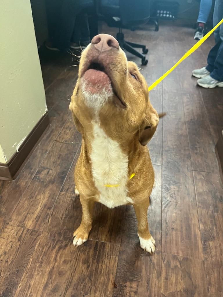 Enlarge Dog Kennel #29, a Adoptable mixed breed in Greenville, TX image 4/6