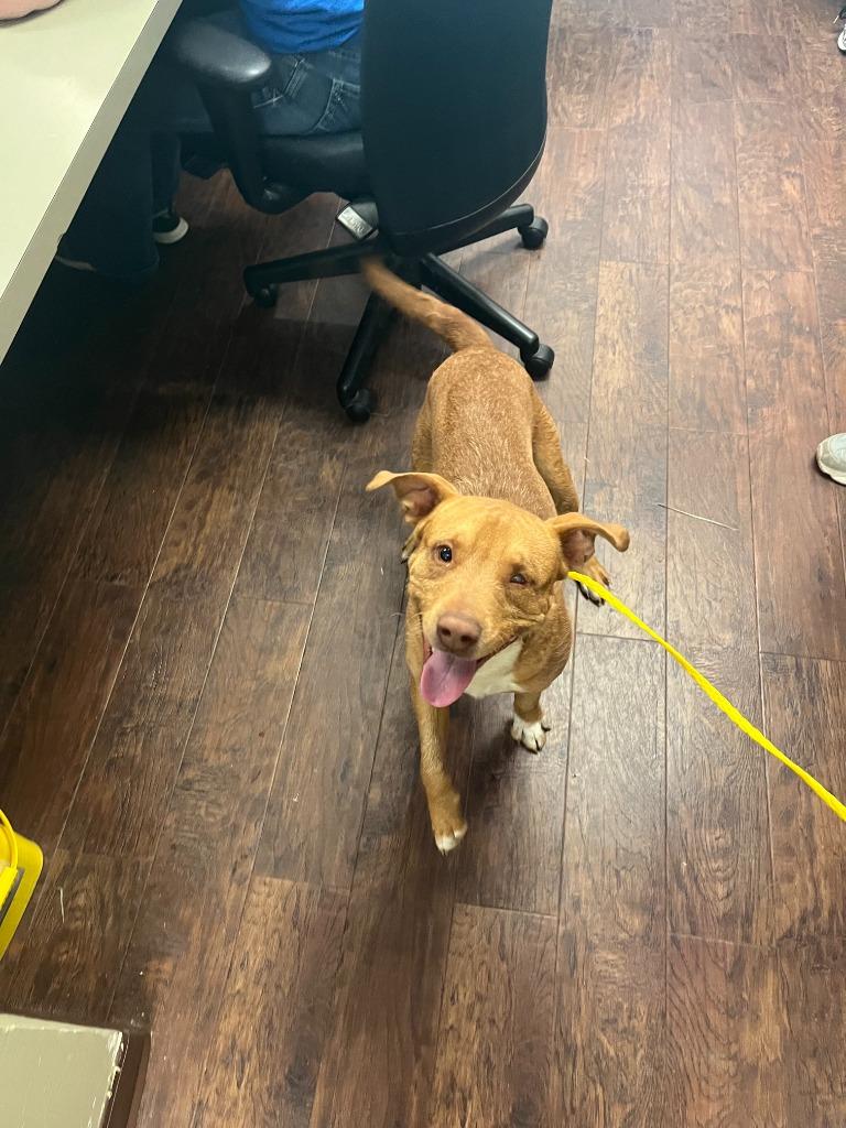 Enlarge Dog Kennel #29, a Adoptable mixed breed in Greenville, TX image 5/6