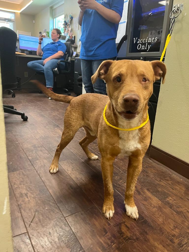 Enlarge Dog Kennel #29, a Adoptable mixed breed in Greenville, TX image 6/6
