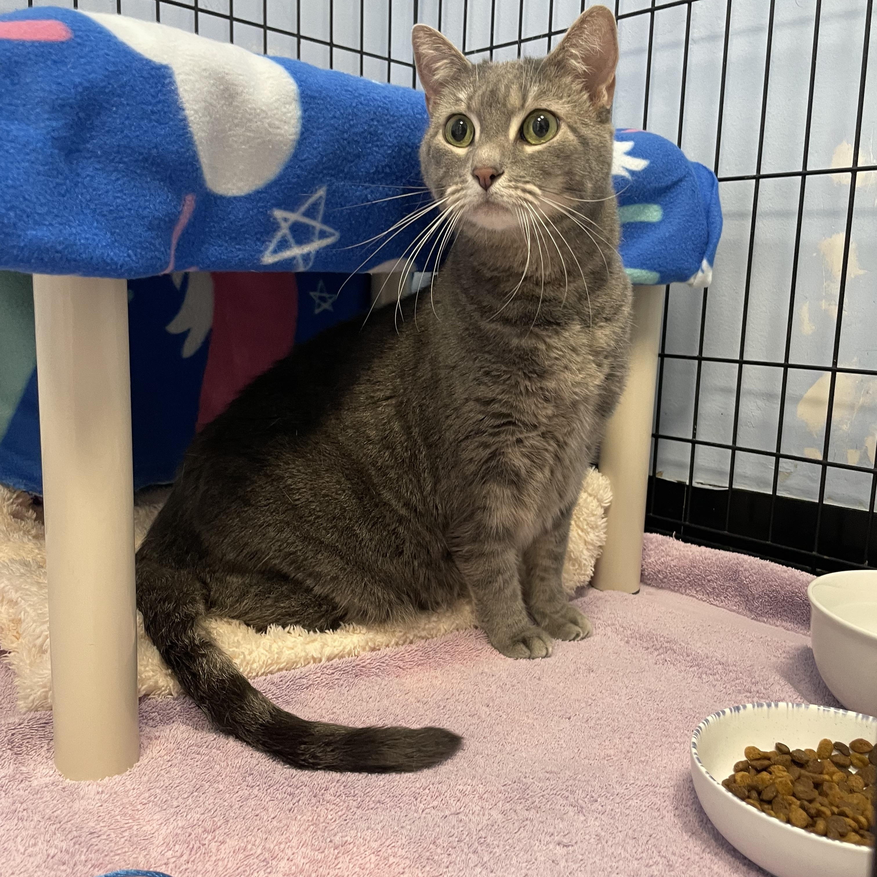 Chloe, adopted, Senior Female Domestic Short Hair & Tabby.