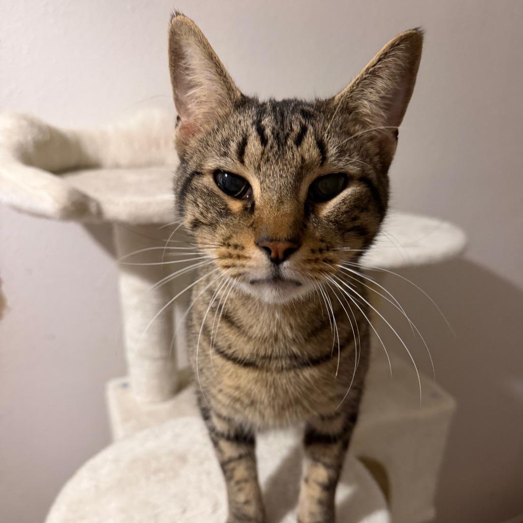Lyle, Adoptable, Adult Male Domestic Short Hair & American Shorthair.
