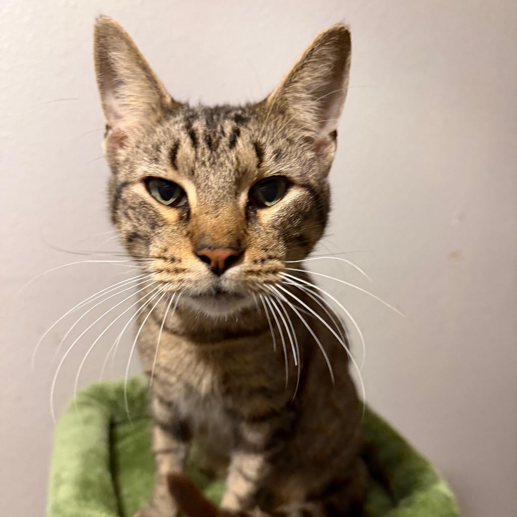 Enlarge Lyle, a Adoptable mixed breed in Houston, TX image 2/6