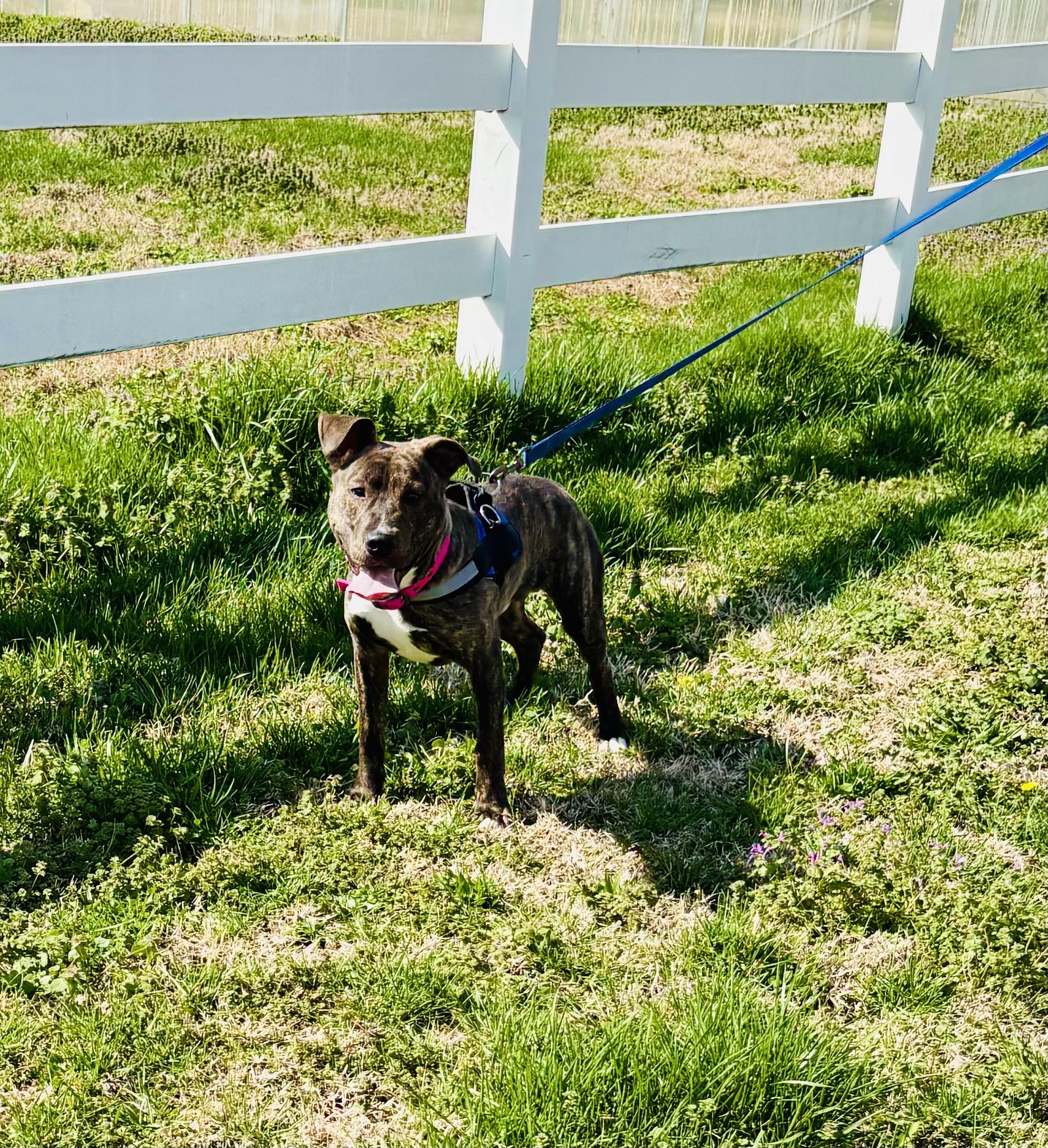 RICO!, Adopted, Young Male Terrier.