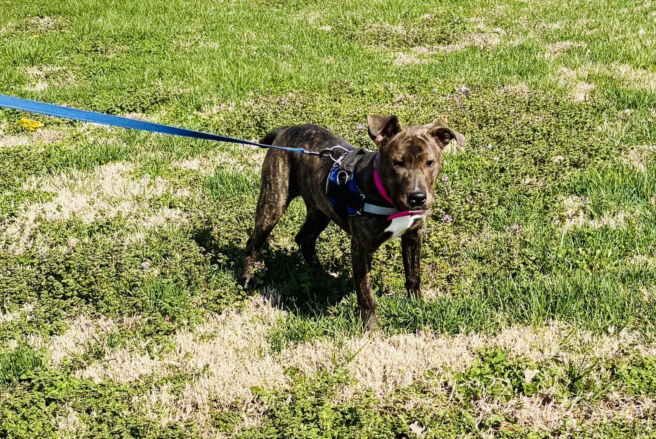 Enlarge RICO!, a Adopted mixed breed in Owensboro, KY image 4/5