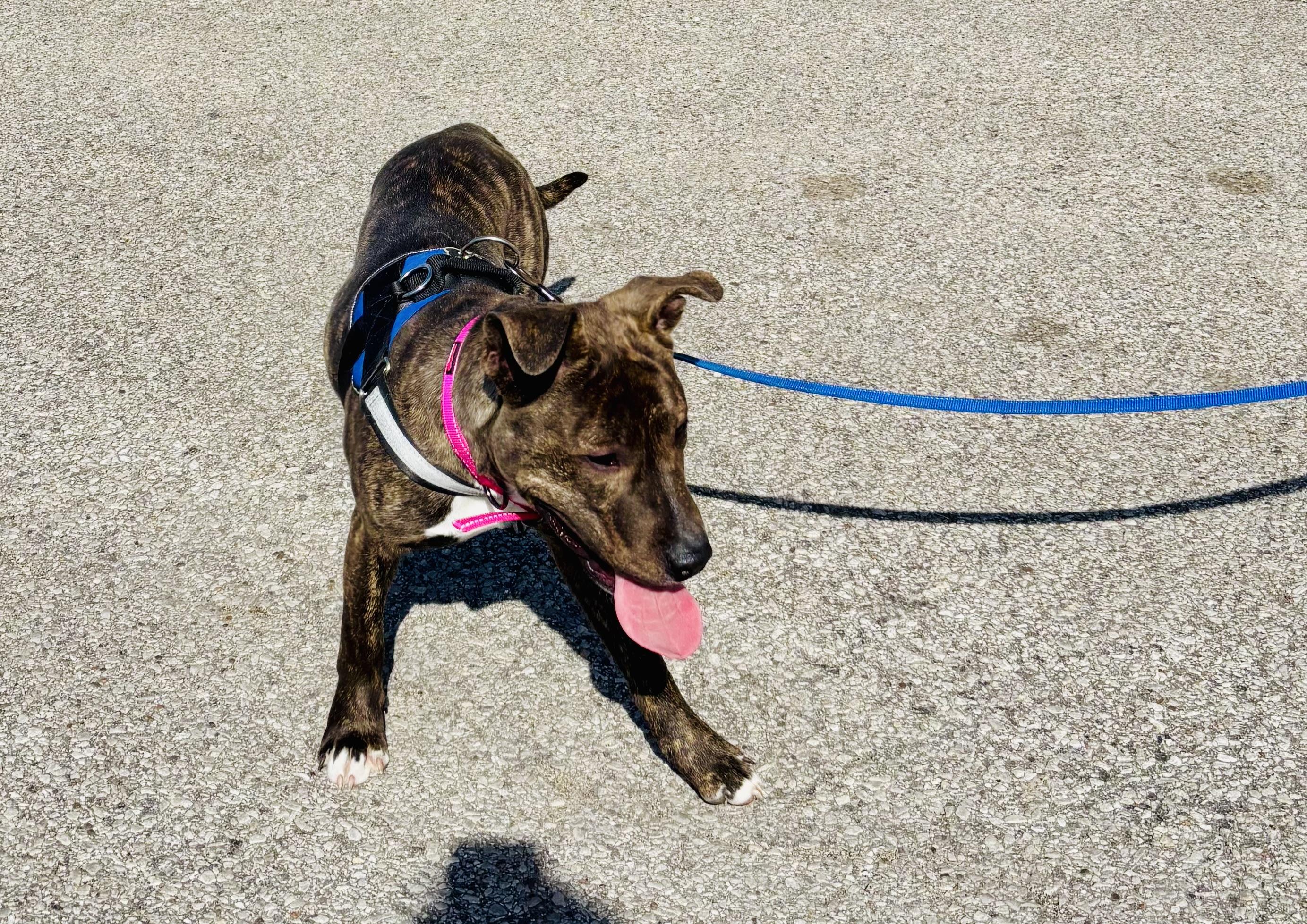 Enlarge RICO!, a Adopted mixed breed in Owensboro, KY image 5/5